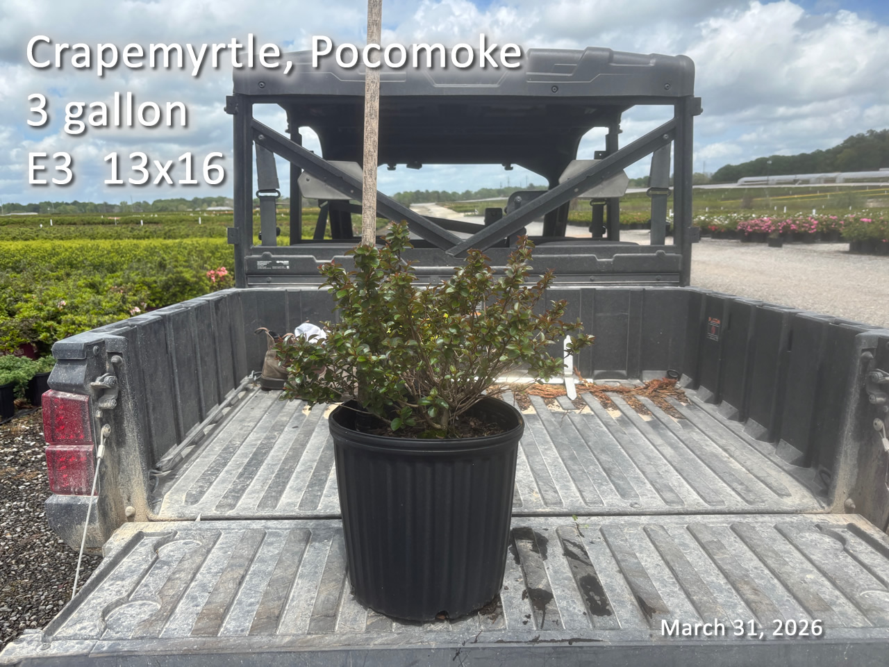 gallery/cpk3 e3 mar31.jpg